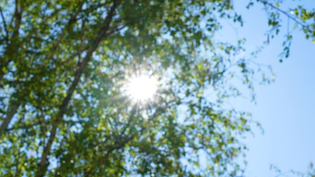 Blurry defocused natural bokeh video background. Morning sun star shining through green foliage of spring or summer trees isolated on clear blue sky backdrop