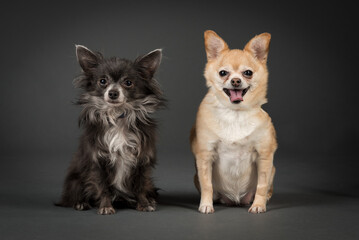 Two Old Chihuahua's Looking isolated in Gray Background