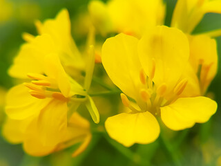 Obraz na płótnie Canvas Beautiful mustard flower of the rapeseed closeup on a blurred background, selective focus.