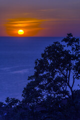 sunset over the sea behind the branches of trees
