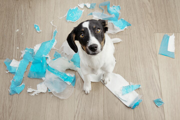 Puppy dog  sitting next to pee disposables pads training. Dog mischief. - obrazy, fototapety, plakaty