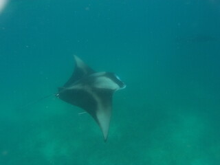 Mantarochen