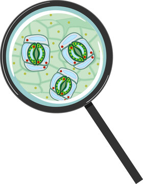 magnifying glass shows plant cells clip art preview