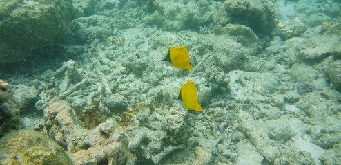 Obraz na płótnie Canvas yellow tang fish