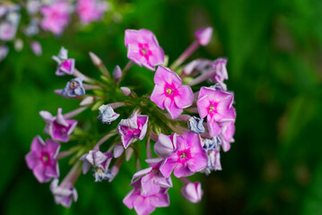 Fototapeta premium Pink phlox flower in summer closeup