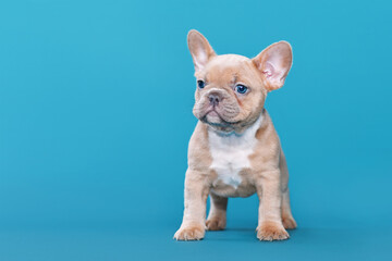 Lilac Red Fawn French Bulldog dog puppy on blue background