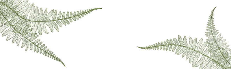 Background with fern leaves. Vector illustration.  © O.Yu