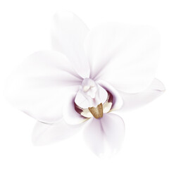 Halftone effect, Orchid flower isolated on white background. Vector illustration.