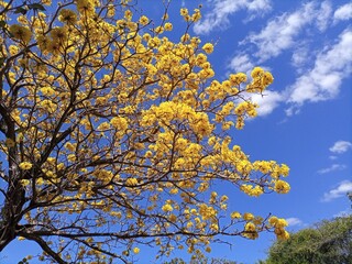 tree in bloom