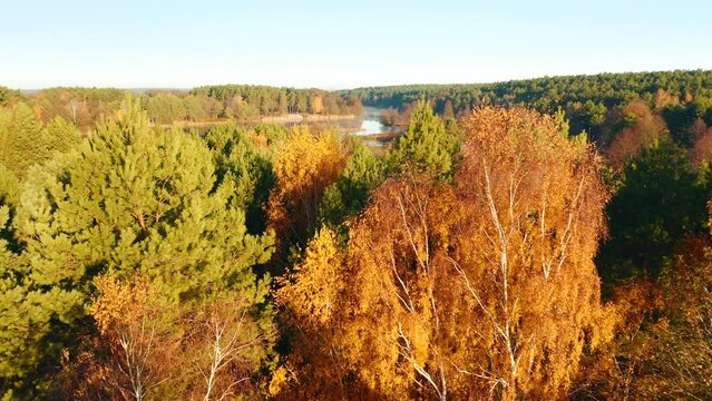 Attractive view from drone to the protected area at dawn. Filmed in 4k, drone video.