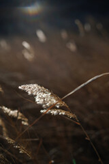 Soft background plants at sunset landscape