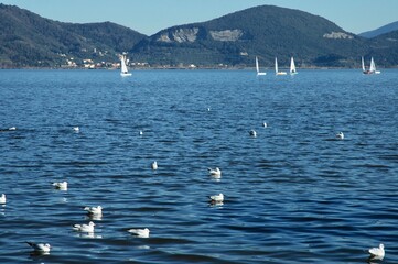 Obraz premium Barche e uccelli sul lago di Massacciuccoli in Viareggio. Detto anche lago di Puccini dove ha abitato e dove c'è il museo.