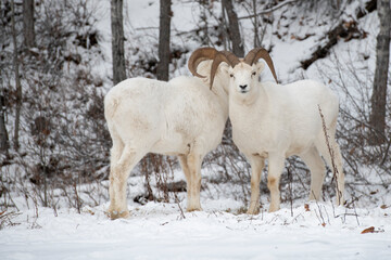 Naklejka premium Male dall sheep with horns in Alaska