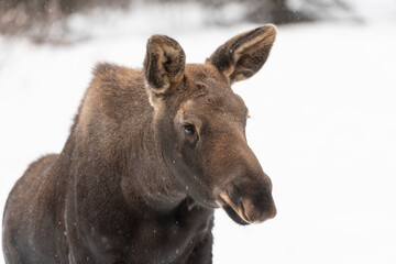 Close up of a young moose in Alaska