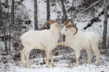 Two playful male dall sheep with horns in Alaska