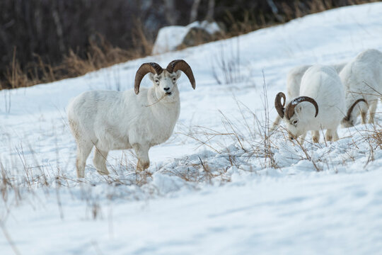 Male dall sheep with horns eating in Alaska