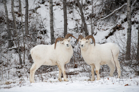 Two male Dall Sheep looking at camera in Alaska