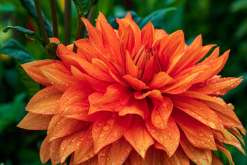 Orange  decorative Dahlia petals  Close up from the side.August  morning. Artistic. The concept of flowering autumn. Image is suitable for cards, banners. With raindrops.