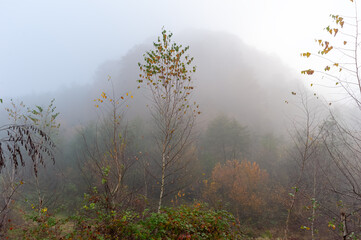 In the thick fog a rounded mountain, with a light illuminated by the morning sunlight, with autumn birches in the foreground.