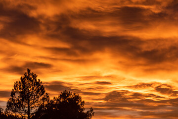 Fototapeta na wymiar Burning Sunset With Silhouette Pine Trees