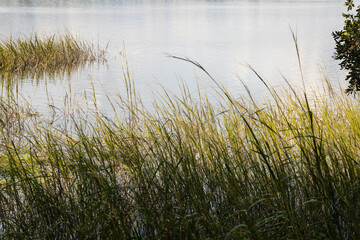 Spartina grass sways in the wind on brackish water in Beaufort, SC - obrazy, fototapety, plakaty
