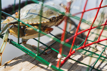 Atlantic Blue Crab caught in a crab pot