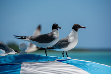 
afternoon of seagulls