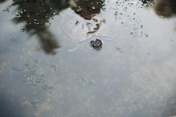 Close up of turtle swimming underwater.