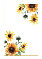 Bouquets of blooming sunflowers in a rectangular frame. Summer floral banner. Hand drawn watercolor in composition on white background for cards, labels, wedding invitations.