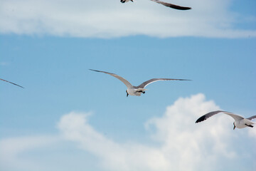 
afternoon of seagulls