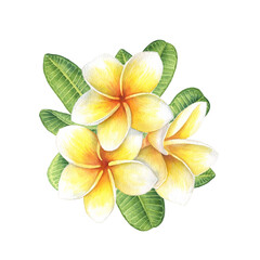 Tropical flower plumeria. Botanical watercolor illustration on white background. Hand drawn picture. Image for florist, design, spa, packaging, label.