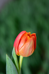 tulip on green background