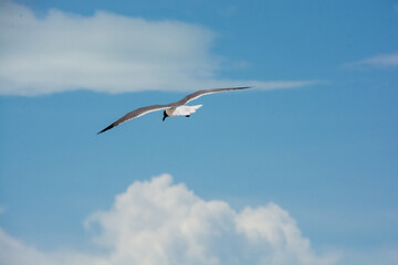 
afternoon of seagulls