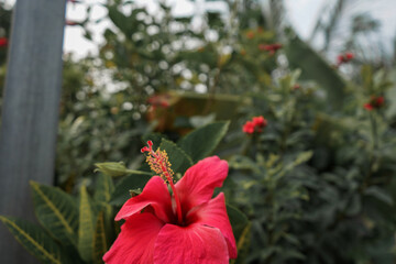 Hibiscus flower in garden 