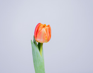 orange tulip