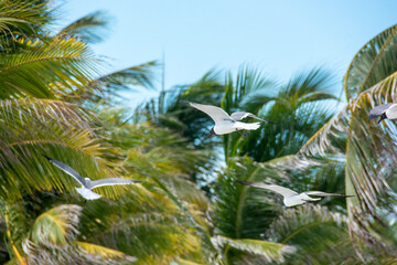 
afternoon of seagulls