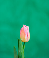 tulip on a green background