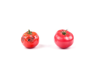 spoiled tomato with rot on a white or black background
