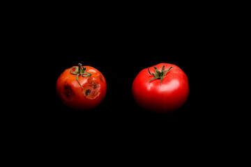 spoiled tomato with rot on a white or black background - obrazy, fototapety, plakaty