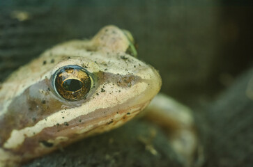 green striped frog crawls out of the ground after hibernation