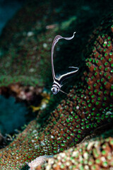 Juveliner Ritterfisch, ein kleiner Wirbelwind