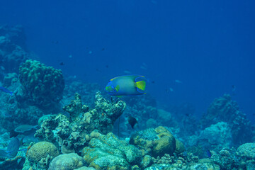 Fototapeta na wymiar Kaiserfische wie den Bermuda-Prachtkaiserfisch gibt es viele in der Karibik