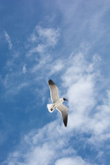 afternoon of seagulls 2

