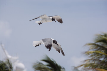 afternoon of seagulls 2
