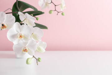 Beautiful flowers background. White orchid in pot on pink wall background. Valentines Day, Happy Women's Day, copy space