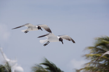 afternoon of seagulls 2
