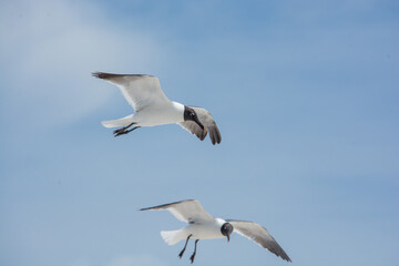 afternoon of seagulls 2
