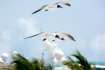 afternoon of seagulls 2

