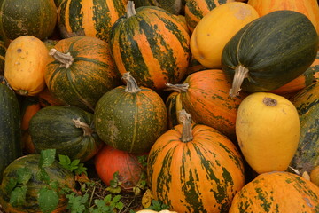 A lot of yellow, orange and green pumpkins.