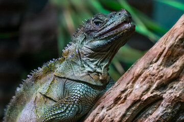 Detail shot of the Amboina sail-finned lizard, Hydrosaurus amboinensis, large agamid lizard, on a wooden branch with green background. Native to New Guinea and Indonesia.